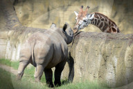 FEATURE - Ein Nashorn und ein Giraffe begrüssen sich im Zoo