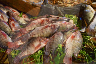 FEATURE - Argypten: Fischmarkt in Kairo