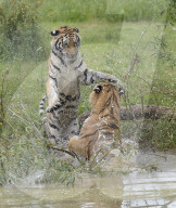 FEATURE - Tiger Hector und Harley plantschen im Wasser