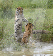 FEATURE - Tiger Hector und Harley plantschen im Wasser