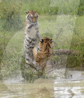 FEATURE - Tiger Hector und Harley plantschen im Wasser