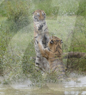 FEATURE - Tiger Hector und Harley plantschen im Wasser