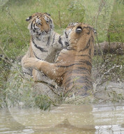 FEATURE - Tiger Hector und Harley plantschen im Wasser