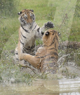 FEATURE - Tiger Hector und Harley plantschen im Wasser