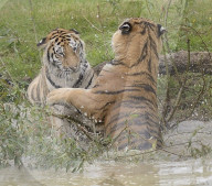 FEATURE - Tiger Hector und Harley plantschen im Wasser