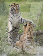 FEATURE - Tiger Hector und Harley plantschen im Wasser