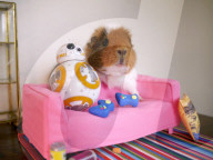 FEATURE - Die Abendteuer von Fuzzberta dem Meerschweinchen