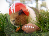 FEATURE - Die Abendteuer von Fuzzberta dem Meerschweinchen