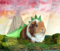 FEATURE - Die Abendteuer von Fuzzberta dem Meerschweinchen