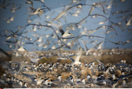 FEATURE - Vogelweltl in Bahrain
