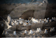 FEATURE - Vogelweltl in Bahrain