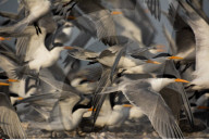 FEATURE - Vogelweltl in Bahrain