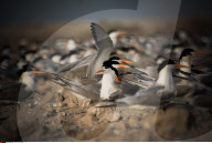FEATURE - Vogelweltl in Bahrain