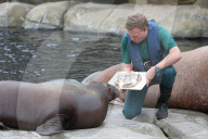 FEATURE - Walross Loki feiert Geburtstag