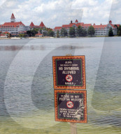 NEWS - Alligator tötet zweijährigen Knaben in Florida in dem Disney-Ferienpark in Florida