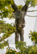 FEATURE - Baby-Silbergibbon 'hängt' mit Mutter Tilu