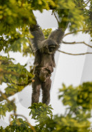 FEATURE - Baby-Silbergibbon 'hängt' mit Mutter Tilu