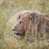 FEATURE - Nicht nur Spass: Kämpfende Löwen