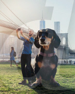 PEOPLE - Riesendackel erobert Brooklyn