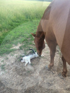 FEATURE - Unzertrennliche Freunde - Pferd und Katze