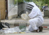 FEATURE - Imker fängt Bienenschwarm mitten in London