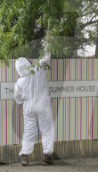 FEATURE - Imker fängt Bienenschwarm mitten in London