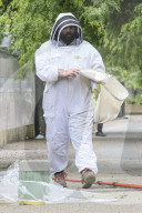 FEATURE - Imker fängt Bienenschwarm mitten in London