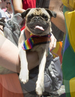 FEATURE - Pride Parade in New York