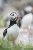 FEATURE - Puffin hat sein Mittagessen von einer Moewe gestohlen