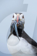 FEATURE - Puffin hat sein Mittagessen von einer Moewe gestohlen