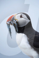 FEATURE - Puffin hat sein Mittagessen von einer Moewe gestohlen