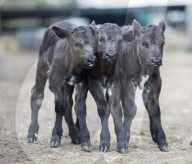 FEATURE - Waisen Kalb Drillinge geboren in England