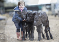FEATURE - Waisen Kalb Drillinge geboren in England