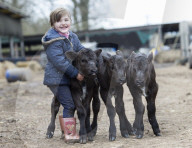 FEATURE - Waisen Kalb Drillinge geboren in England