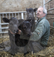 FEATURE - Waisen Kalb Drillinge geboren in England