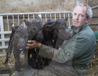 FEATURE - Waisen Kalb Drillinge geboren in England