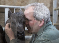 FEATURE - Waisen Kalb Drillinge geboren in England