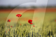 NEWS - Jahrestag der Schlacht an der Somme (zusammenstellung)