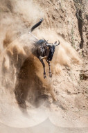 FEATURE - Gnus in der Masai Mara National Park
