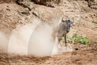 FEATURE - Gnus in der Masai Mara National Park