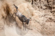 FEATURE - Gnus in der Masai Mara National Park