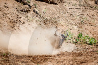 FEATURE - Gnus in der Masai Mara National Park