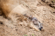 FEATURE - Gnus in der Masai Mara National Park
