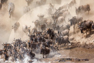 FEATURE - Gnus in der Masai Mara National Park