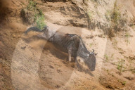 FEATURE - Gnus in der Masai Mara National Park