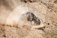 FEATURE - Gnus in der Masai Mara National Park
