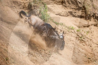 FEATURE - Gnus in der Masai Mara National Park