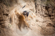 FEATURE - Gnus in der Masai Mara National Park