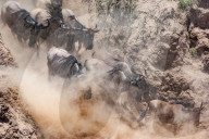 FEATURE - Gnus in der Masai Mara National Park