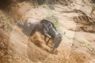 FEATURE - Gnus in der Masai Mara National Park